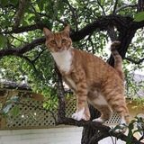 Entry image for Romeo