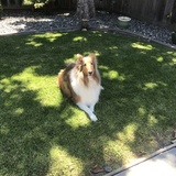 Entry image for Caruso