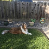 Entry image for Caruso