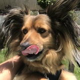 Entry image for Henry Finn Devlin