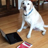 Entry image for Bailey