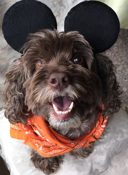 Entry image for Cookie. Clicking this image will show a larger photo