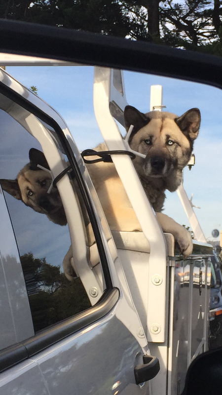 Entry image for Skye. Clicking this image will show a larger photo