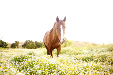 Entry image for Genevieve . Clicking this image will show a larger photo