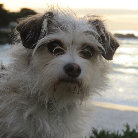 Ollie 