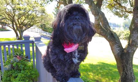 Entry image for Madeline Monroe Russell (Maddie). Clicking this image will show a larger photo