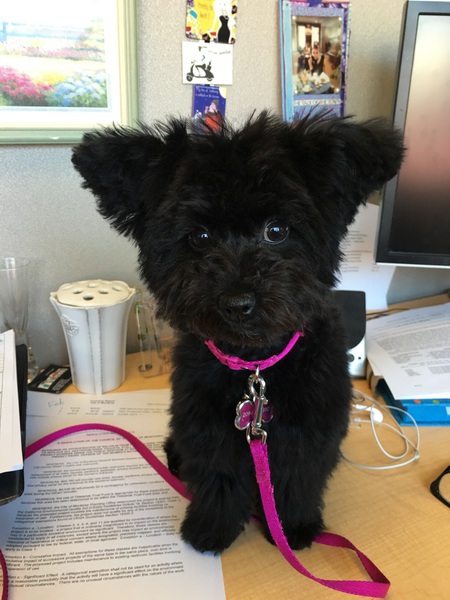 Gidget
