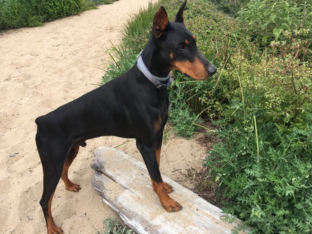 Entry image for Ruger. Clicking this image will show a larger photo