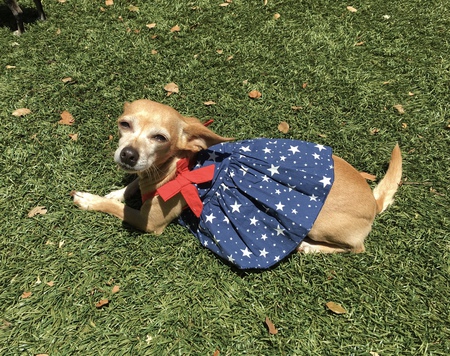 Entry image for Marigold. Clicking this image will show a larger photo