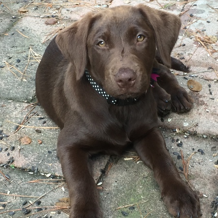 Entry image for Maya. Clicking this image will show a larger photo