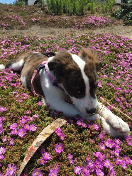 Entry image for Artemis. Clicking this image will show a larger photo