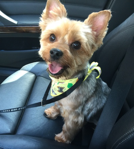 Entry image for Boq. Clicking this image will show a larger photo