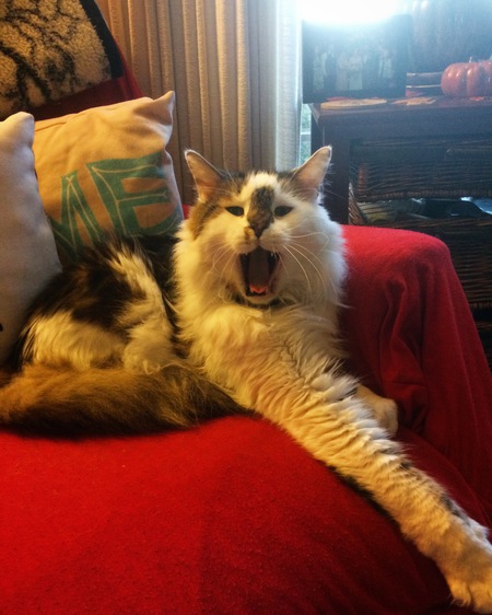 Entry image for Gussie . Clicking this image will show a larger photo