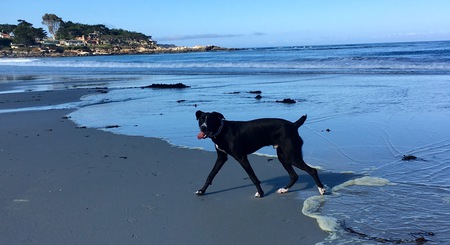 Entry image for Brody. Clicking this image will show a larger photo