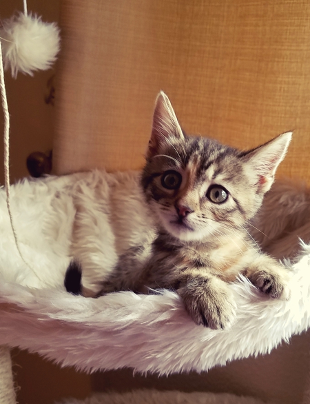 Entry image for Lola. Clicking this image will show a larger photo