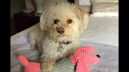 Entry image for Abigail. Clicking this image will show a larger photo