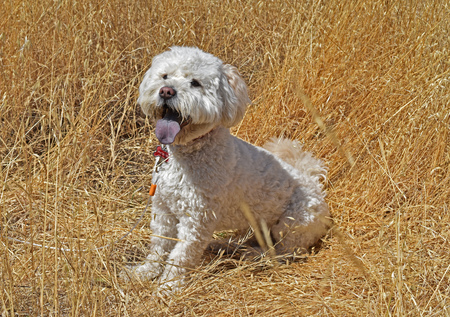 Entry image for Phoenix. Clicking this image will show a larger photo