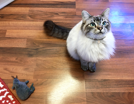 Entry image for Luna. Clicking this image will show a larger photo