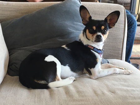 Entry image for Barkley. Clicking this image will show a larger photo