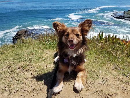 Entry image for Kona. Clicking this image will show a larger photo