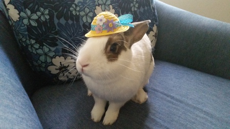 Entry image for Blossom. Clicking this image will show a larger photo