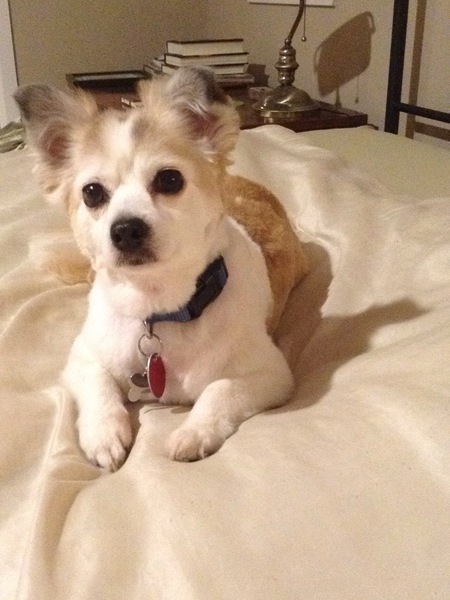 Entry image for Toffee. Clicking this image will show a larger photo