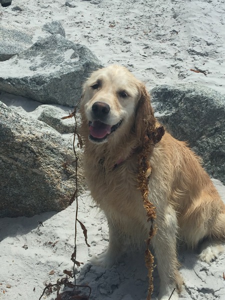 Entry image for BeaBea. Clicking this image will show a larger photo