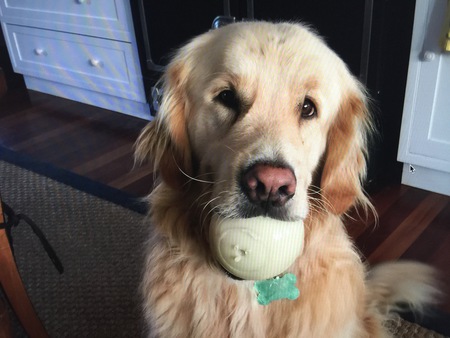 Entry image for Bailey Boo. Clicking this image will show a larger photo