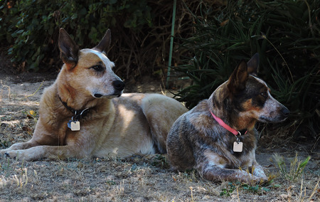 Entry image for Bo and Hannah. Clicking this image will show a larger photo