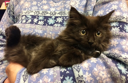 Entry image for Ninja. Clicking this image will show a larger photo