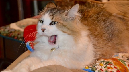 Entry image for Rocket. Clicking this image will show a larger photo