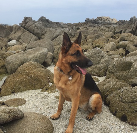 Entry image for Oso. Clicking this image will show a larger photo