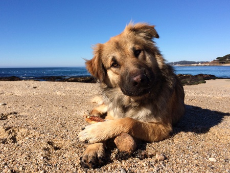 Entry image for Luca . Clicking this image will show a larger photo