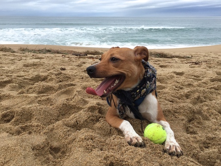 Entry image for Nova. Clicking this image will show a larger photo