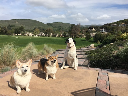 Entry image for Tupelo, Harry, Oliver. Clicking this image will show a larger photo