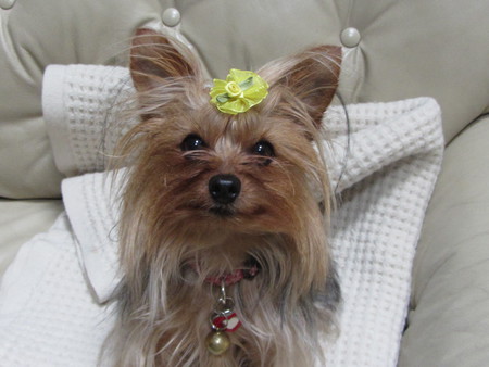 Entry image for Lola. Clicking this image will show a larger photo