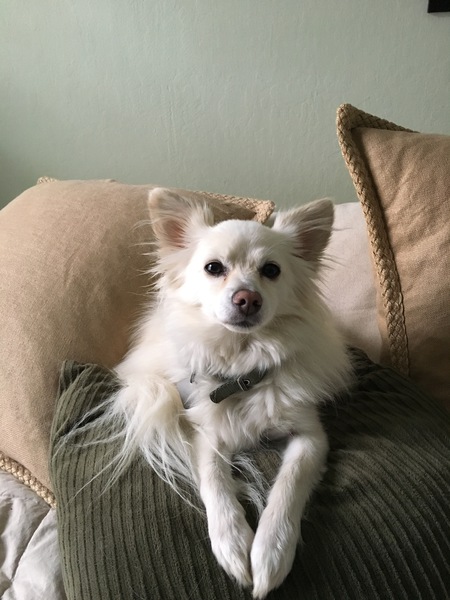 Entry image for Ninny. Clicking this image will show a larger photo