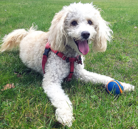 Entry image for Bajo. Clicking this image will show a larger photo