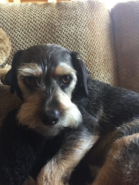 Entry image for Frankie. Clicking this image will show a larger photo