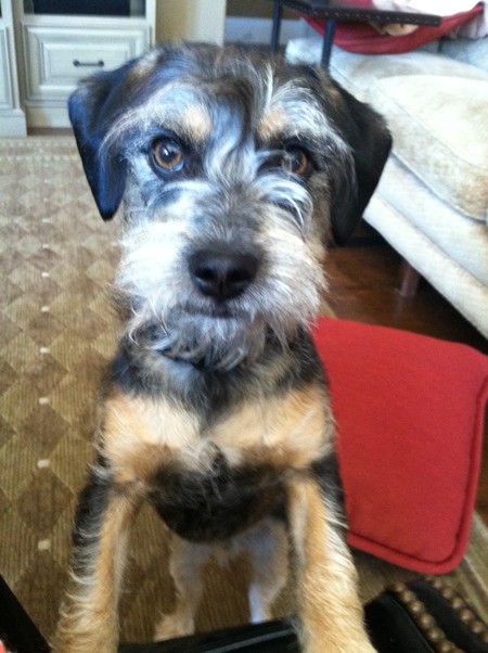 Entry image for Frankie. Clicking this image will show a larger photo