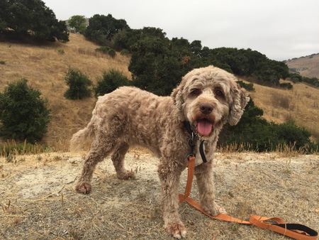 Entry image for Murray. Clicking this image will show a larger photo