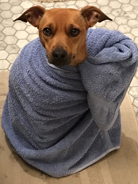 Entry image for Lark. Clicking this image will show a larger photo