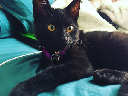 Entry image for Atticus. Clicking this image will show a larger photo