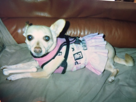 Entry image for MISCHA. Clicking this image will show a larger photo