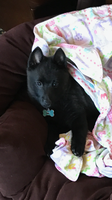 Entry image for Barnabas Collins Robinson. Clicking this image will show a larger photo