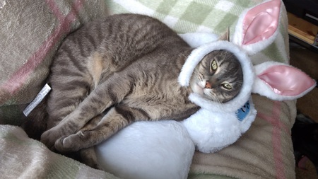 Entry image for Haseo. Clicking this image will show a larger photo