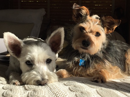 Entry image for Charlie & Lola. Clicking this image will show a larger photo