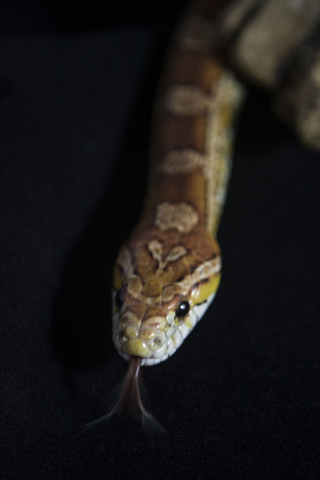 Entry image for Jakita. Clicking this image will show a larger photo