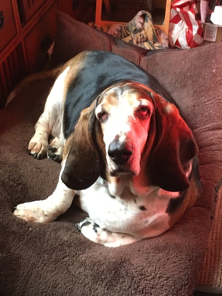 Entry image for Vinny. Clicking this image will show a larger photo