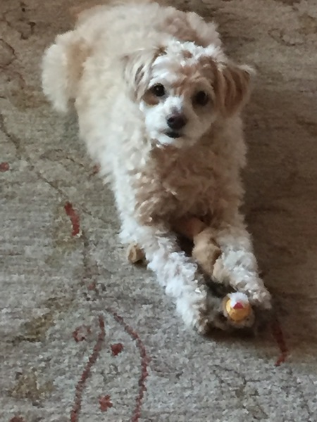 Entry image for Chrissy. Clicking this image will show a larger photo